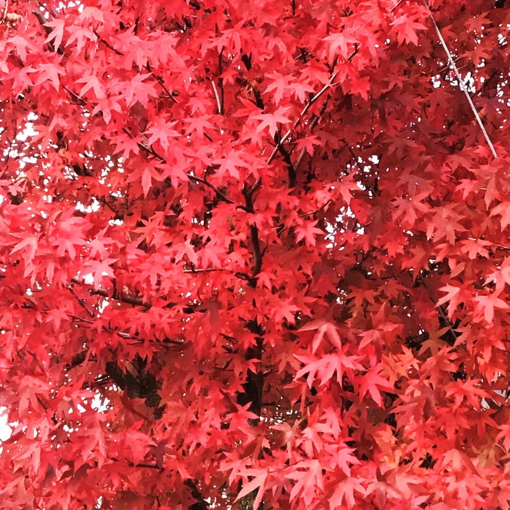 Meet your Posher, Marie